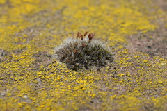Grimmia pulvinata