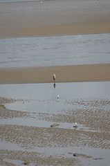Ardea cinerea