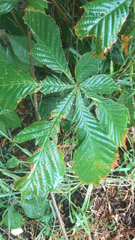Cameraria ohridella