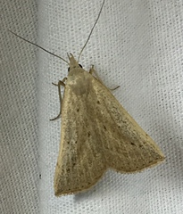 Macrochilo louisiana