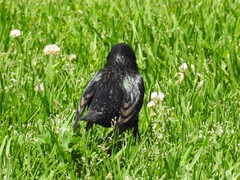 Sturnus vulgaris