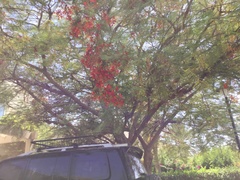 Delonix regia