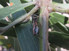 Gminatus australis