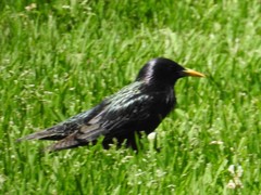 Sturnus vulgaris