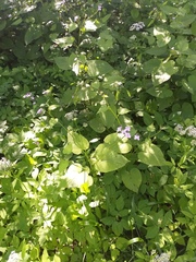 Lunaria rediviva