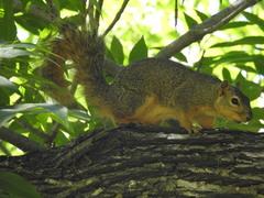 Sciurus niger
