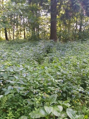 Symphytum caucasicum