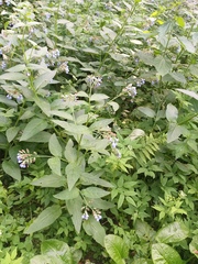 Symphytum caucasicum