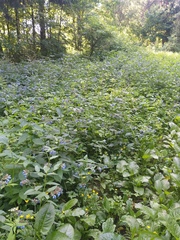 Symphytum caucasicum