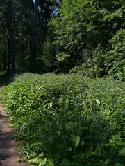 Symphytum caucasicum