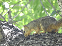 Sciurus niger