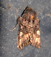 Euplexia