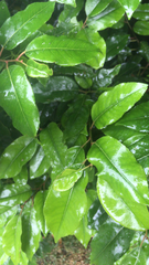 Prunus lusitanica