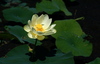 American Lotus - Photo (c) liz west, some rights reserved (CC BY)
