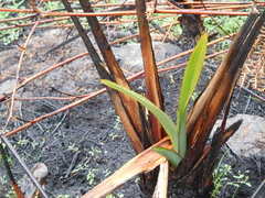 Phormium