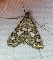 Elophila ekthlipsis