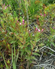 Epilobium ciliatum watsonii