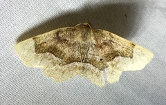 Metarranthis refractaria