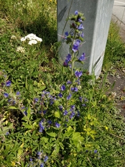 Echium vulgare