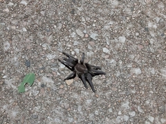 Selenocosmia crassipes