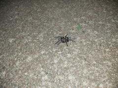 Selenocosmia crassipes