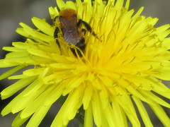 Andrena milwaukeensis