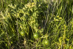 Cucumis myriocarpus
