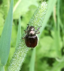 Phyllopertha horticola