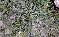 Cullumia aculeata sublanata