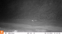 Genetta tigrina tigrina