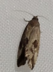 Endothenia quadrimaculana