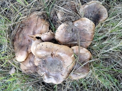 Tricholoma albobrunneum