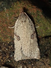 Meritastis polygraphana