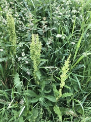 Rumex confertus