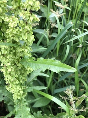 Rumex confertus