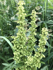 Rumex confertus