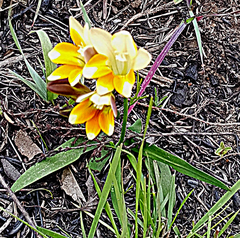 Freesia speciosa