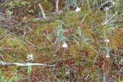 Andromeda polifolia glaucophylla