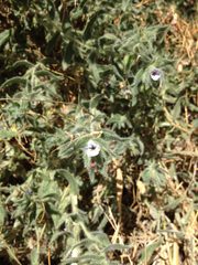 Alkanna strigosa