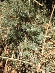 Alkanna strigosa