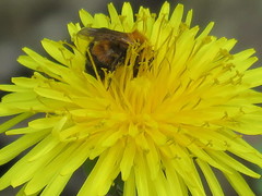 Andrena milwaukeensis