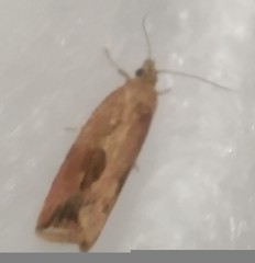 Endothenia quadrimaculana