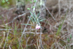 Andromeda polifolia glaucophylla