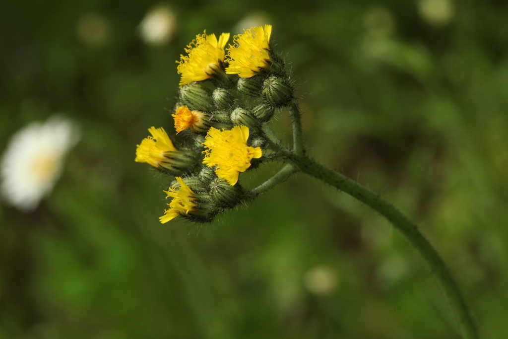 Yellow Devil Hawkweed