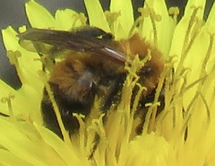 Andrena milwaukeensis