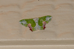 Protuliocnemis partita