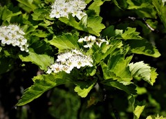 Crataegus chlorosarca