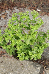 Euphorbia peplus