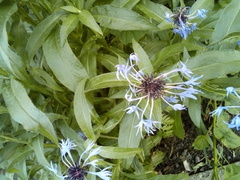 Centaurea