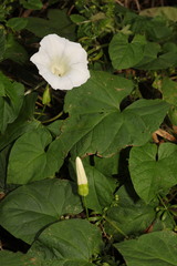 Calystegia silvatica